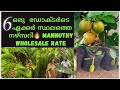 6 acres nursery Thrissur joys Garden Mannuthy#gardening #plants #indoorplants #mannuthy #dmfootage