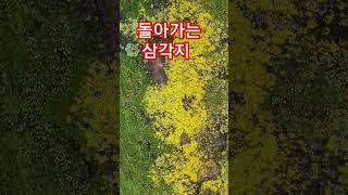 거목에 핀 아름다운 #이끼꽃 #돌아가는삼각지 #박서진