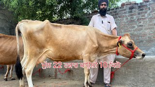 5 jarsi cows -ਮੁੱਲ 22 ਹਜ਼ਾਰ -3 ਸੂਈਆਂ ਗਾਵਾ -2 ਗੱਬਣ ਗਾਵਾ (27-8-2024)