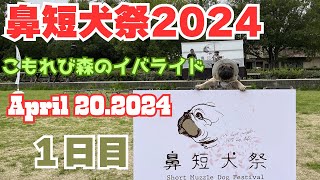 【鼻短犬祭2024 1日目】福岡県からこもれび森のイバライドへ！フレブルあもが行く