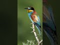 bee eater. birds bird birdwatching wildlifebirding