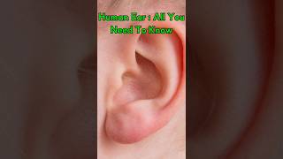 Human Ear- A Wonderful Organ | #shorts #trending #humanear #sciencefacts