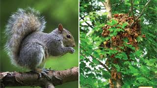 Knowledge 8; Lesson 5 Animals of the Temperate Deciduous Forest