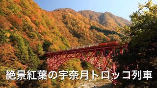 絶景紅葉の宇奈月トロッコ列車 ( 黒部峡谷鉄道・宇奈月駅 )