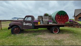 Rockberry Ranch in Poteet Texas I Strawberry Picking, Lavender Fields, Family Fun