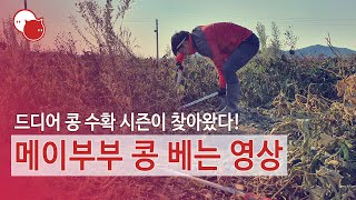 메이두리 브이로그 - 2020.10.29.Thu.~10.31.Sat. - 메이부부 콩 베는 영상