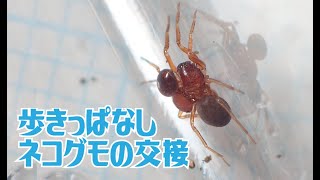 歩きっぱなし　ネコグモの交接　Trachelas japonicus