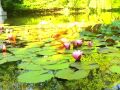 Blooming lily timelaps