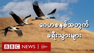 ဂေဟစနစ်အတွက် ခရီးသွားများ (သို့) ဆောင်းခိုငှက်တို့ သဘာဝ - BBC News မြန်မာ