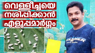 വെള്ളീച്ചയെ പൂർണമായി ഇല്ലാതാക്കാം  | White Fly Trap Malayalam | Agriculture Videos