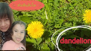 #ต้นฟันสิงโตหรือแดนดิไลออน(Dandelion)