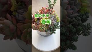 紅葉の様子①2023年3月　[ダイソー鉢]#多肉植物 #多肉#多肉植物寄せ植え