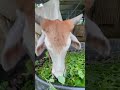 Wow amazing cow eating grass so yummy #cow #cows #cowvideos