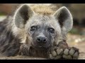 Adorable Hyena Compilation -  Daily Hyenas