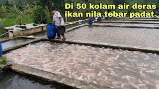 WAW, DI 50 KOLAM AIR DERAS IKAN NILA TEBAR SUPER PADAT