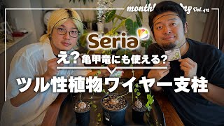 【塊根植物】冬型塊根植物「亀甲竜」にセリアのツル性植物ワイヤー支柱は使えるのか？