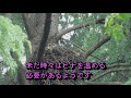 オオタカ観察記　忙しく働くメス　goshawk busy to work for babies 2021年5月16日撮影