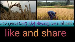 ನಮ್ಮ ಊರಿನಲ್ಲಿ ಭತ್ತ ಕಟಾವು ಬಲು ಜೋರು #drkrushika #vlog #agriculture #video #paddy