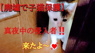 【廃墟で子猫保護】真夜中の侵入者…ヤバ‼️