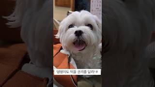 댕댕이도 먹을 권리가 있다아!! 밥먹으러 갔다 대기 탄 강아지 #말티즈 #maltese