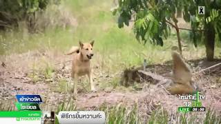 ชาวบ้านคล้องจับจระเข้หลุดฟาร์มเลี้ยง | 19-07-60 | เช้าข่าวชัดโซเชียล