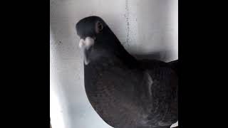 #kalapati #pigeon #racingpigeonloft #pigeonhobby #pigeonracing #pigeonracing  #kalapatids#fypyoutube