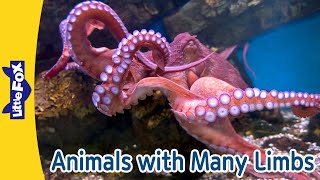 Animals with Many Limbs! 🦂🐙🕷️ Fun Facts for Kids | Scorpion, Spider, Octopus, and More | Little Fox