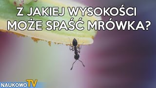 Czy mrówka może zginąć spadając z wysokości?