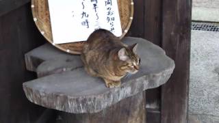 山形の蕎麦　美味しい囲炉裏焼きの大松家の山門に居た招き猫です。