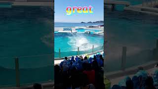 サマースプラッシュ2023 ##Shorts #鴨川シーワールド #シャチパフォーマンス #kamogawaseaworld #鴨シー