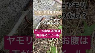 イモリとヤモリの違い知りたい？◯モリの毒の秘密とか。笑　古民家は生き物いっぱいシリーズ#ガーデニング #リノベーション