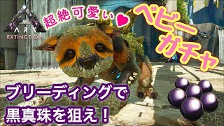 【ARK: Extinction】ガチャ（gacha）をブリーディングして黒真珠狙う