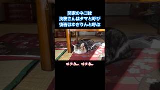 【blog】関家で飼っている猫の名前　#shorts #関慎吾 #ねこ #ネコ