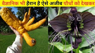 वैज्ञानिक भी हैरान ऐसे अजीब पेड़ को देखकर|दुनिया के 5 अजीबोगरीब पेड़ |Top 5 Weird Plants In The World