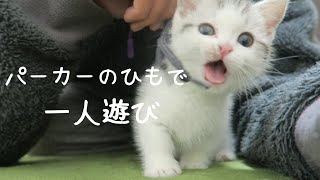 パーカーの紐で一人遊びする子猫