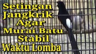 Setingan Jangkrik Agar Murai Batu Tampil Stabil