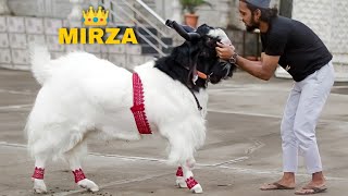 Mirza THE PERFECT Heavyweight Kota of all Time | S\u0026S Goat Farm Interview