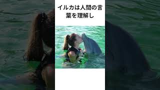 「動物雑学！イルカの驚くべき能力5選🐬音声：VOICEVOX:ずんだもんBGM：もっぴーさうんど作Escort編集：Canva#動物雑学 #イルカ #ショート動画」