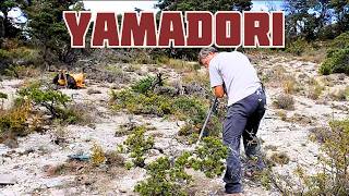 Taking a Yamadori in the mountains 🌱 NEJIKAN BONSAI 🌱