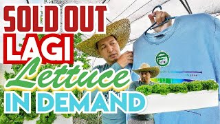 Lakas ng Market ng Lettuce | Demand sa Lettuce Mataas | Production kinulang