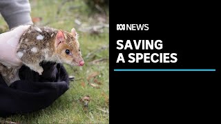 Project integrates captive-bred quolls with wild population to shore up species | ABC News