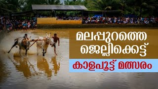 മലപ്പുറത്തെ ജെല്ലിക്കെട്ട് | കരേക്കാട് കാളപൂട്ട് മത്സരം | Kerala Bull Race | Malappuram| Kizheppadan