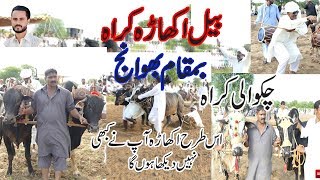 Bail Akara(بیل کراہ ) Chakwali Karah Bhuwanj(Part 1) Sarai Alamgir Punjab 2019 ...Akash TV