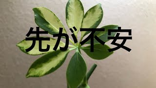 視覚障害者の暮らし　視覚障害者の生活　視覚障害者の主婦　観葉植物の植え替え