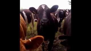 Cow's Back Legs Give Way in Heavy Surprise Hump Shock