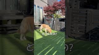 【ゴールデンレトリバー】　最近のんびりだね！　#goldenretriever #dog