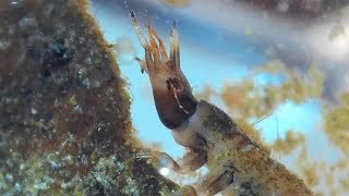 Scary Water Scavenger Beetle larva and two Predaceous Diving Beetle adults