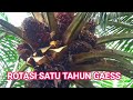 panen buah sawit pokok tinggi