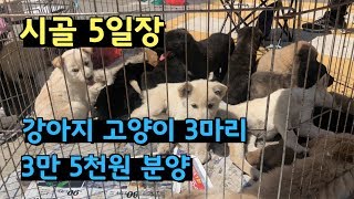 함안 재래시장에서 강아지 2마리 고양이 1마리 입양하는 날