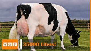 World's highest-production dairy cattles - Holstein Friesian Cattle